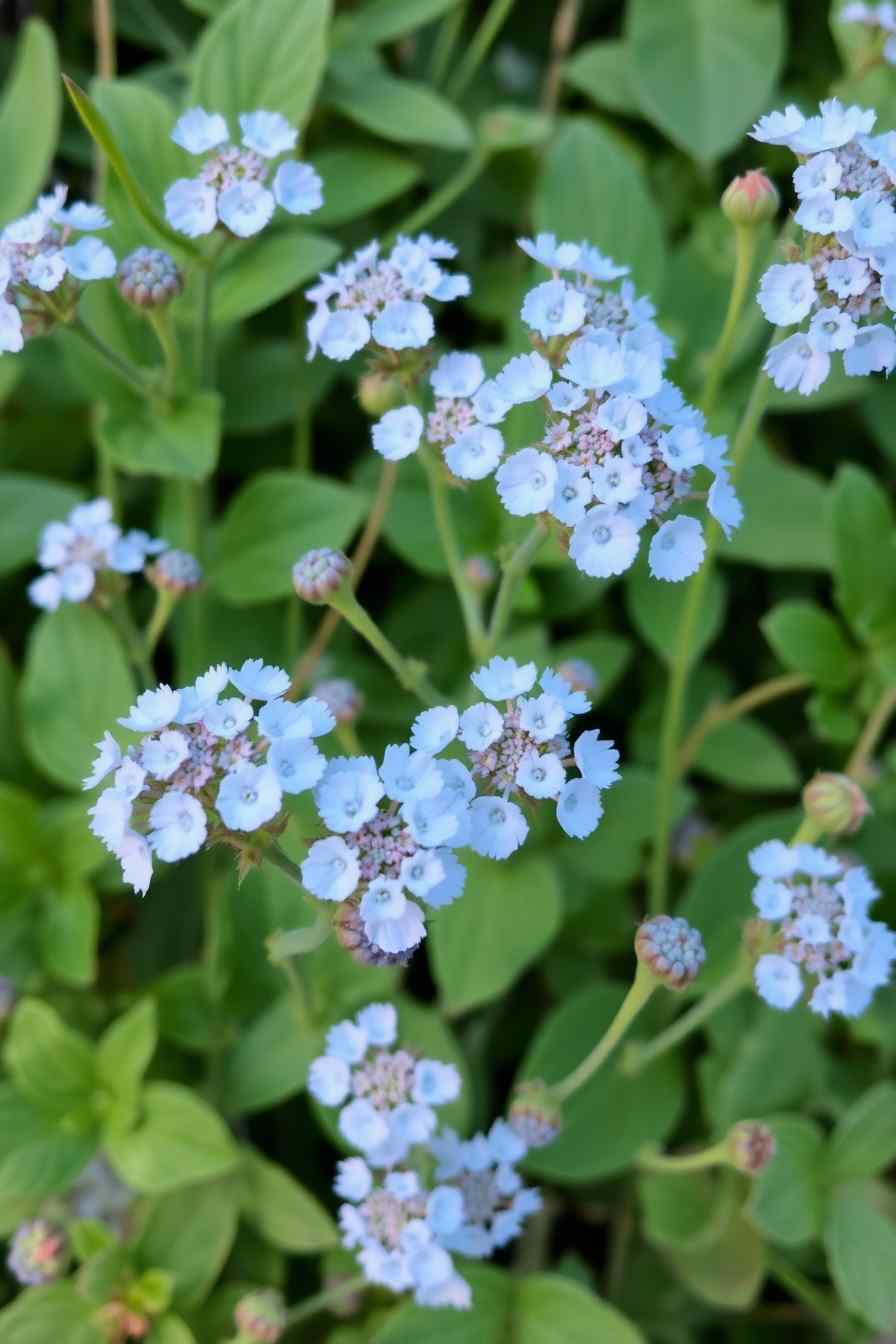 Good-Morning-images-ia-7